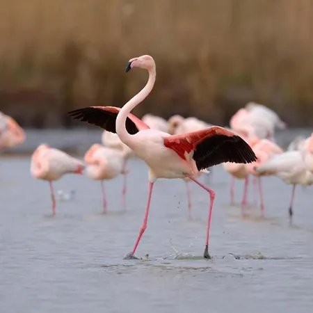 Coastal Retreat W Pool Apartament